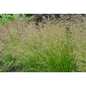 Metlica trsnatá (Deschampsia cespitosa) kont. C2L